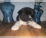 Small Photo #15 Akita Puppy For Sale in UNION CITY, GA, USA