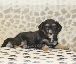 Small #1 Miniature Bernedoodle