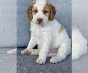 Aussiedoodle-Goldendoodle Mix Puppy for sale in KOKOMO, IN, USA
