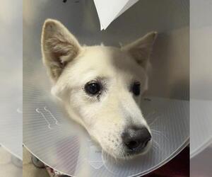 Siberian Husky Dogs for adoption in Riverside, CA, USA
