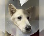 Small Siberian Husky