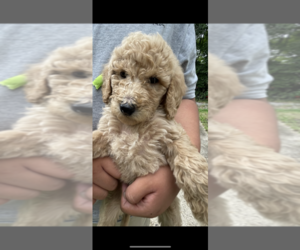 Goldendoodle-YorkiePoo Mix Puppy for sale in WARTRACE, TN, USA