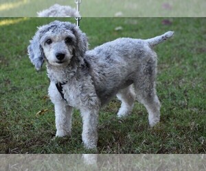 Poodle (Miniature) Puppy for sale in NEW MARKET, TN, USA