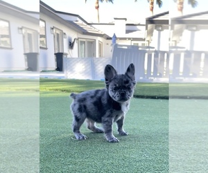 French Bulldog Puppy for sale in LAS VEGAS, NV, USA