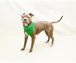 Mutt Dogs for adoption in Sanford, FL, USA