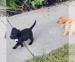 Small Photo #18 Labrador Retriever Puppy For Sale in GOBLES, MI, USA