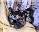 Small Photo #11 French Bulldog Puppy For Sale in MANASSAS, VA, USA