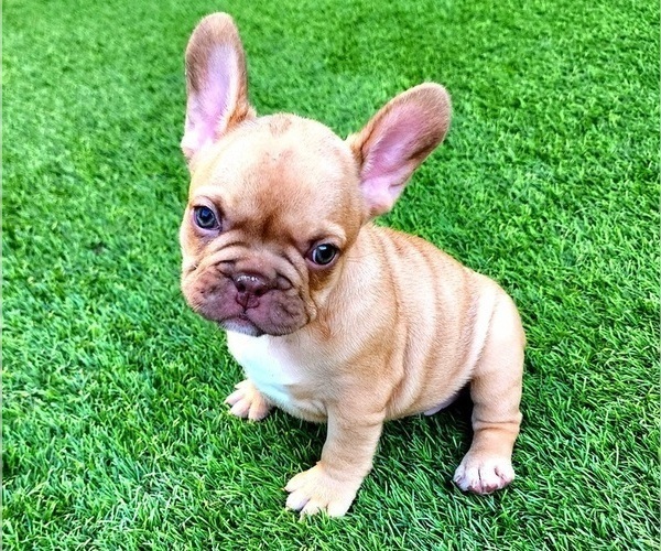 Medium Photo #2 French Bulldog Puppy For Sale in LAS VEGAS, NV, USA