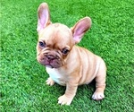 Small #1 French Bulldog