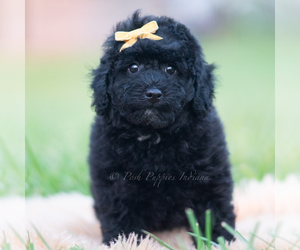 Medium Photo #46 Goldendoodle (Miniature) Puppy For Sale in WARSAW, IN, USA