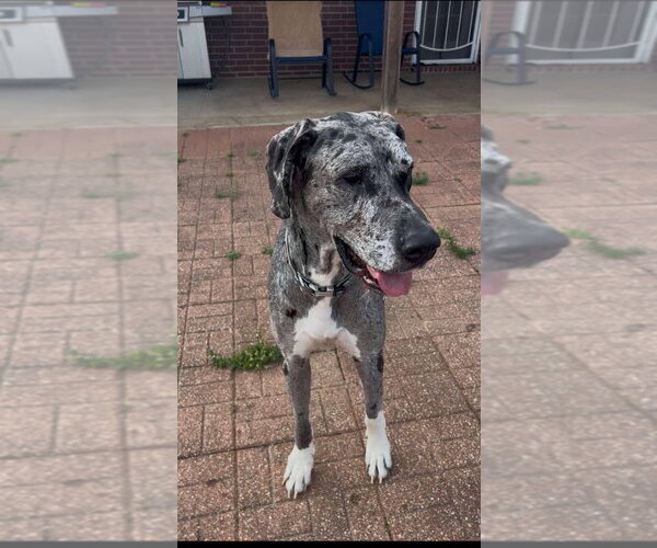 Medium Photo #5 Great Dane Puppy For Sale in Bullard, TX, USA