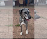 Small Photo #5 Great Dane Puppy For Sale in Bullard, TX, USA