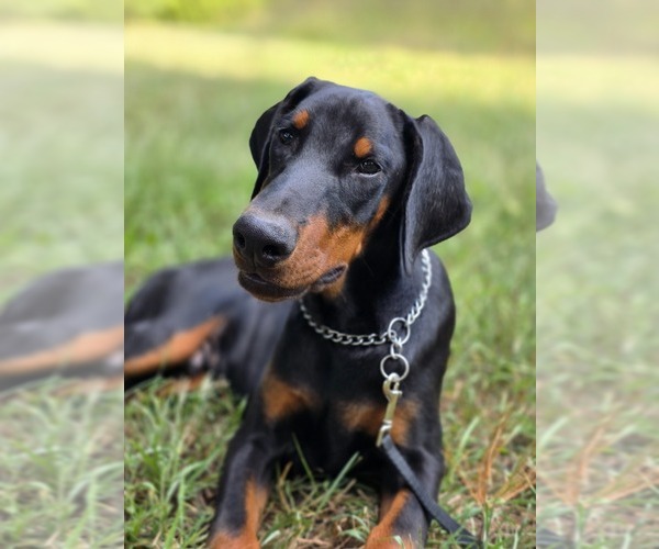 Medium Photo #4 Doberman Pinscher Puppy For Sale in WARSAW, IN, USA