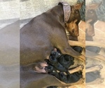 Small Photo #4 Doberman Pinscher Puppy For Sale in COLLEGE HEIGHTS DURANGO, CO, USA