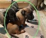 Small Photo #32 Belgian Malinois Puppy For Sale in LABADIE, MO, USA
