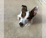 Small #3 Jack Russell Terrier
