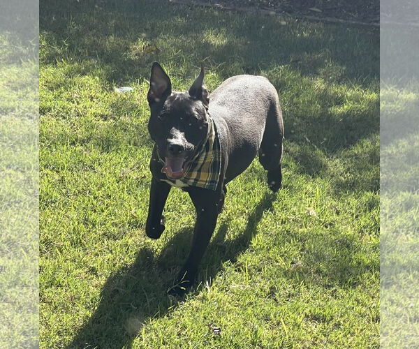 Medium Photo #7 American Pit Bull Terrier-American Staffordshire Terrier Mix Puppy For Sale in Phoenix, AZ, USA