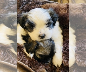 Shih Tzu Puppy for sale in FRANKLIN, TN, USA