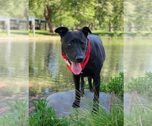 Venus - Female Labrador Retriever-Unknown Mix Dog for Adoption - Photo #12