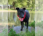 Small #11 Labrador Retriever Mix