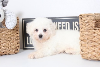 Bichon Frise Puppy for sale in MOUNT VERNON, OH, USA