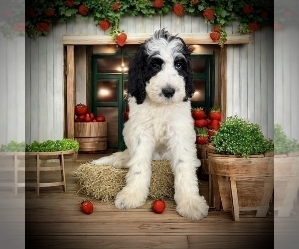 Medium Photo #2 Bernedoodle Puppy For Sale in MENIFEE, CA, USA