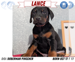 Puppy Lance Doberman Pinscher