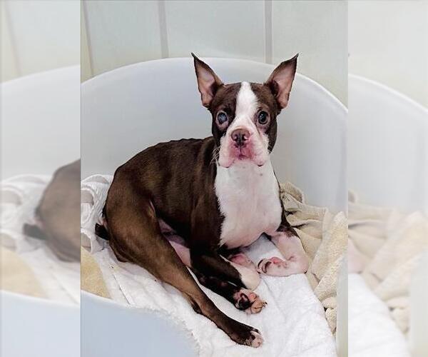 Medium Photo #1 Boston Terrier Puppy For Sale in Derwood, MD, USA