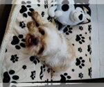 Small #2 Shih Tzu