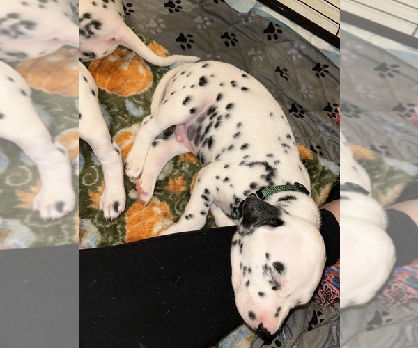 Medium Photo #10 Dalmatian Puppy For Sale in PHOENIX, AZ, USA