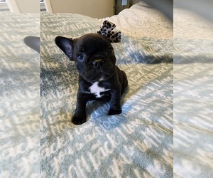 French Bulldog Puppy for sale in FT MYERS, FL, USA