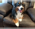 Small #7 Miniature Australian Shepherd