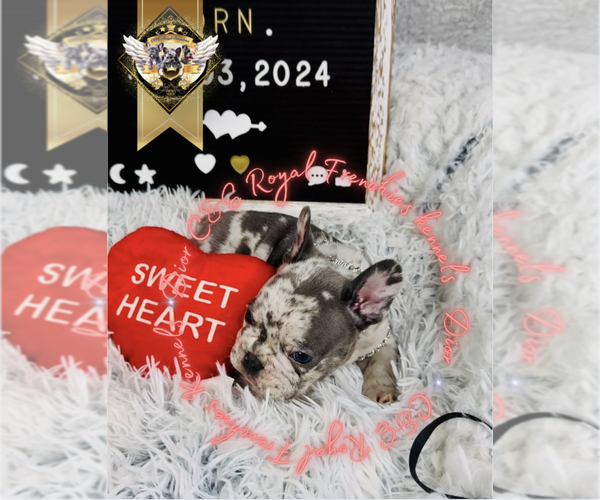 Medium Photo #5 French Bulldog Puppy For Sale in ATHENS, GA, USA