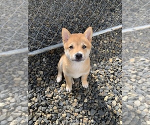 Shiba Inu Puppy for sale in STAR, ID, USA