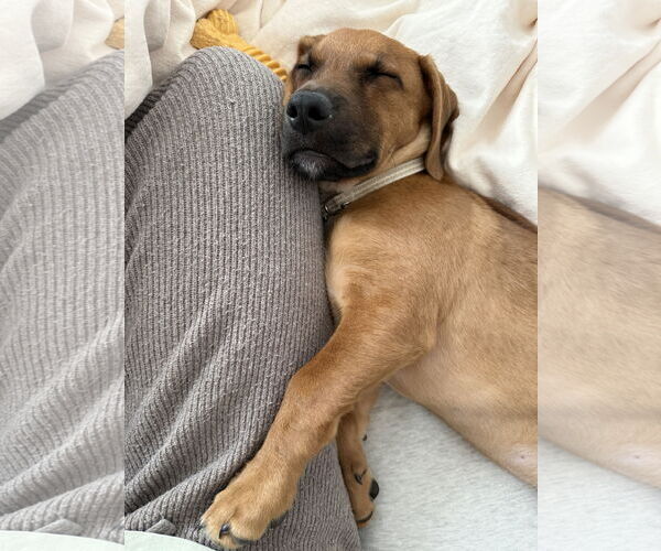 Medium Photo #2 Dachshund-Unknown Mix Puppy For Sale in Plainfield, IL, USA