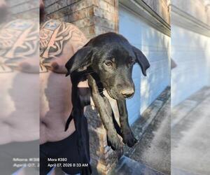 Labrador Retriever-Unknown Mix Dogs for adoption in San Antonio, TX, USA