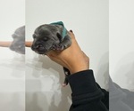 Puppy Blue Boy Cane Corso