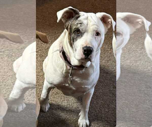 Medium Photo #1 American Bulldog Puppy For Sale in Brooksville, FL, USA