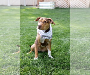 Sally Sue - Female Beagle-Unknown Mix Dog for Adoption - Photo #2