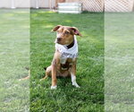 Small #1 Mutt