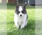 Small Photo #37 Pomsky Puppy For Sale in BAXTER, TN, USA
