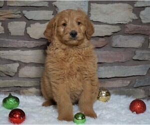 Goldendoodle-Poodle (Standard) Mix Puppy for sale in FREDERICKSBG, OH, USA