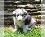 Small Australian Shepherd