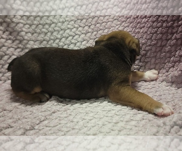 Medium Photo #4 Olde English Bulldogge Puppy For Sale in ATHOL, ID, USA
