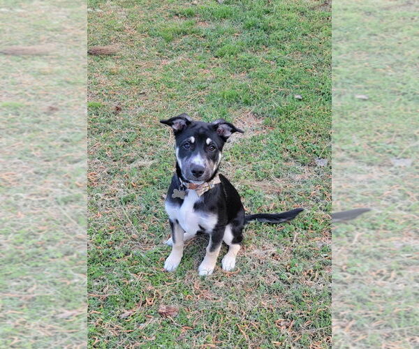 Medium Photo #15 Huskies -Unknown Mix Puppy For Sale in Holly Springs, NC, USA