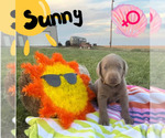 Puppy Sunny Labrador Retriever