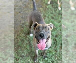 Labrador Retriever-Unknown Mix Dogs for adoption in Riverside, CA, USA