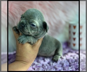 French Bulldog Puppy for sale in OJAI, CA, USA