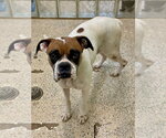Small #1 Boxer