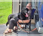 Small #6 Labrador Retriever Mix